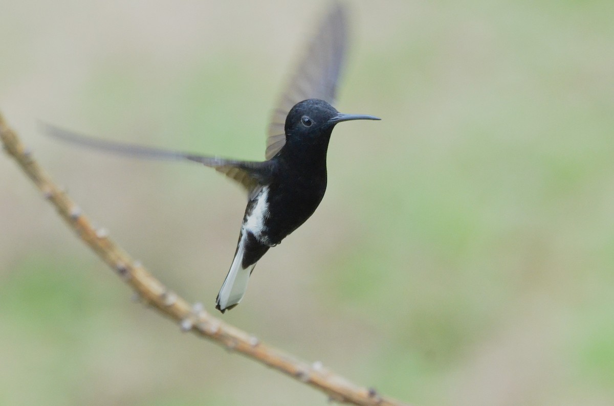 Black Jacobin - ML642161976