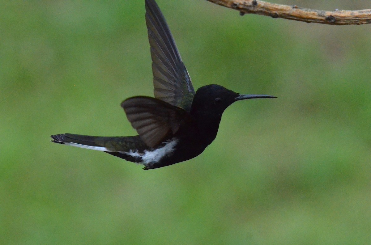 Black Jacobin - ML642161977