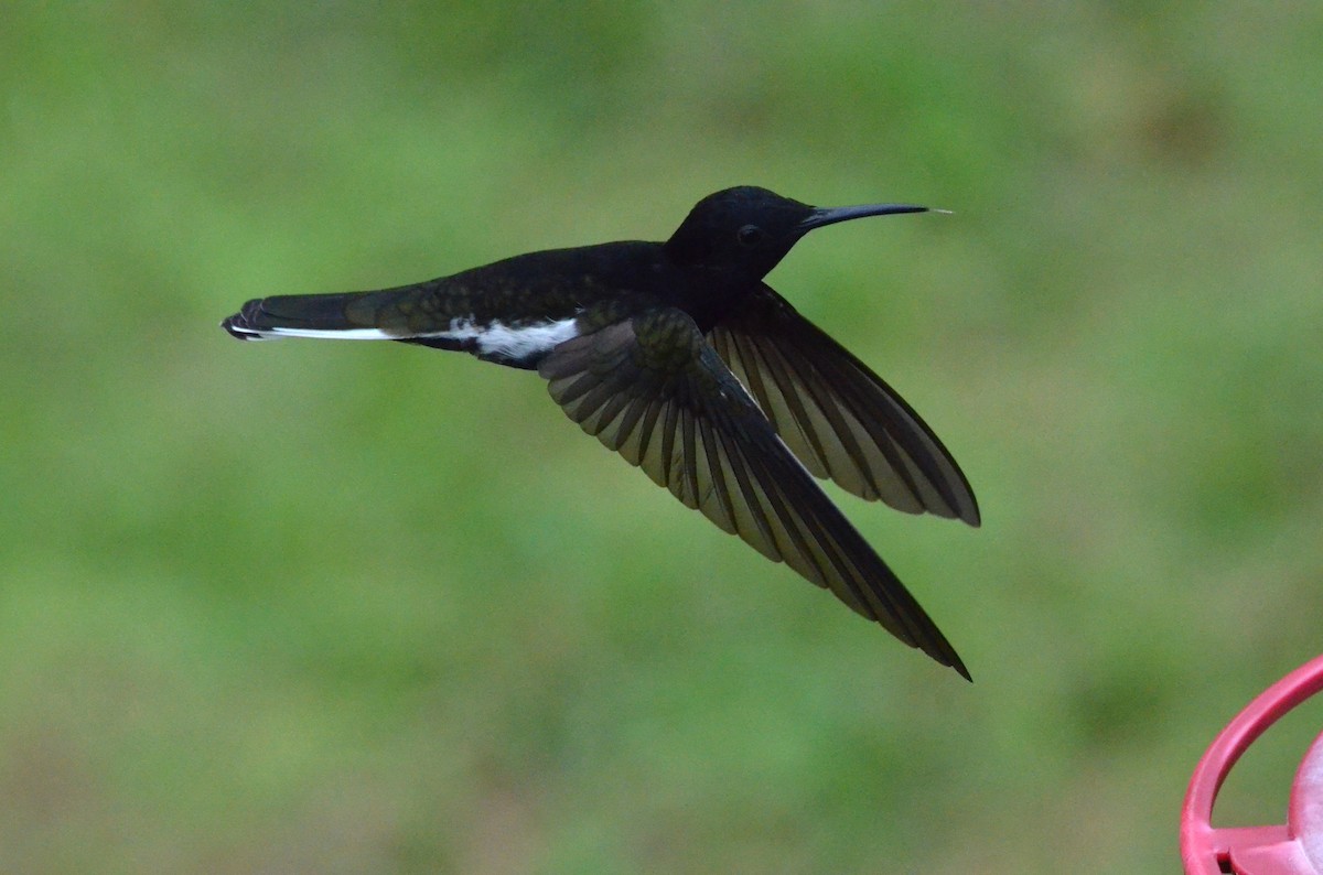 Black Jacobin - ML642161979