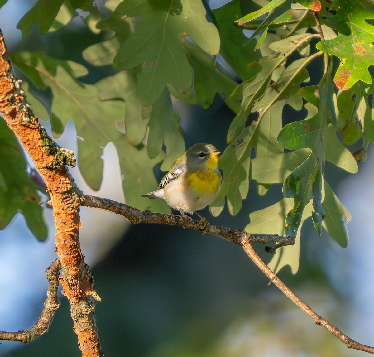 Northern Parula - ML642161987