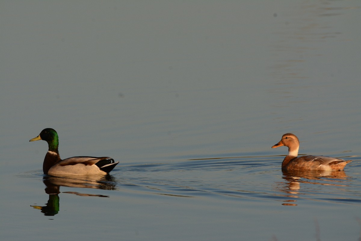 Germano reale - ML642161989