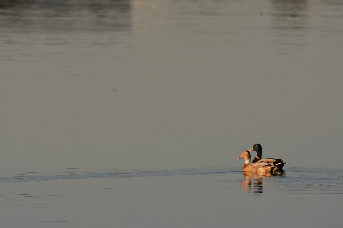 Germano reale - ML642161990