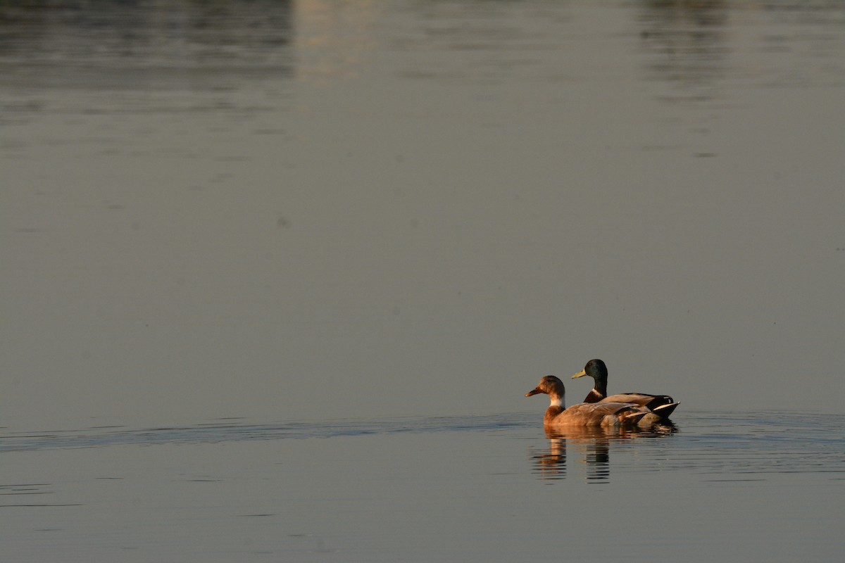 Germano reale - ML642161991