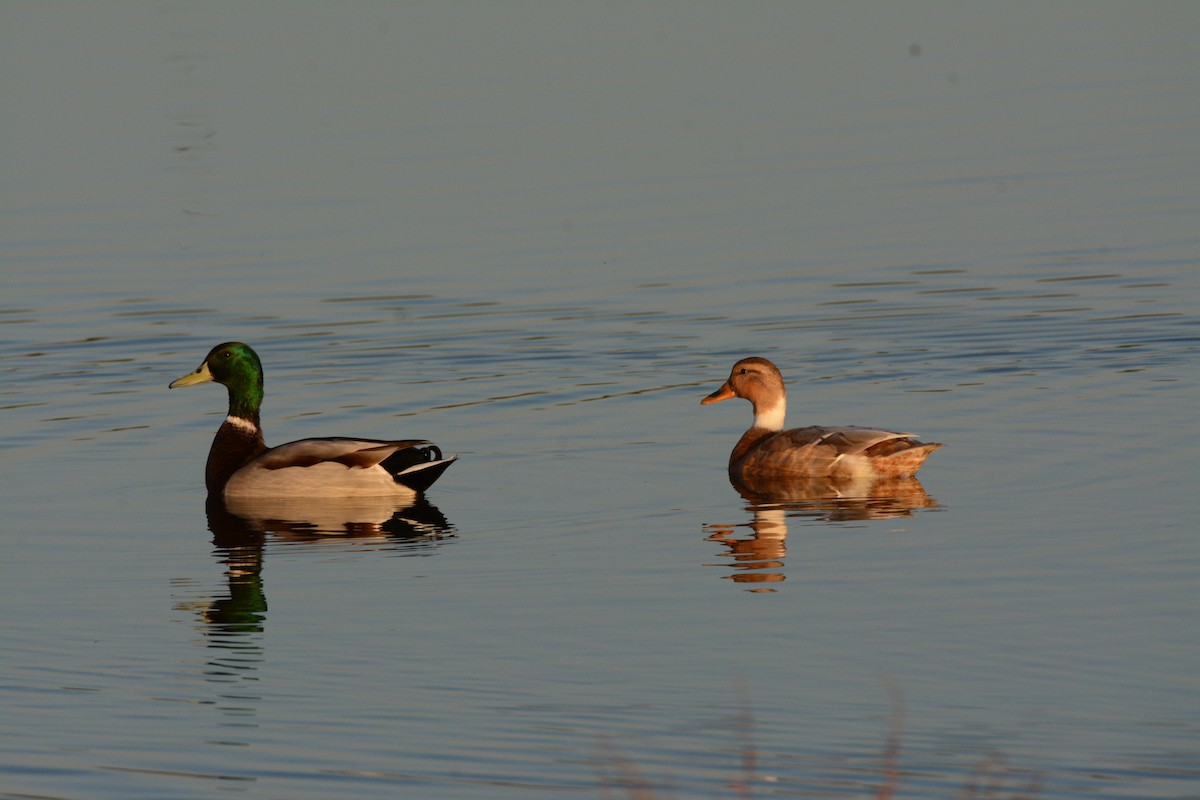 Germano reale - ML642161992