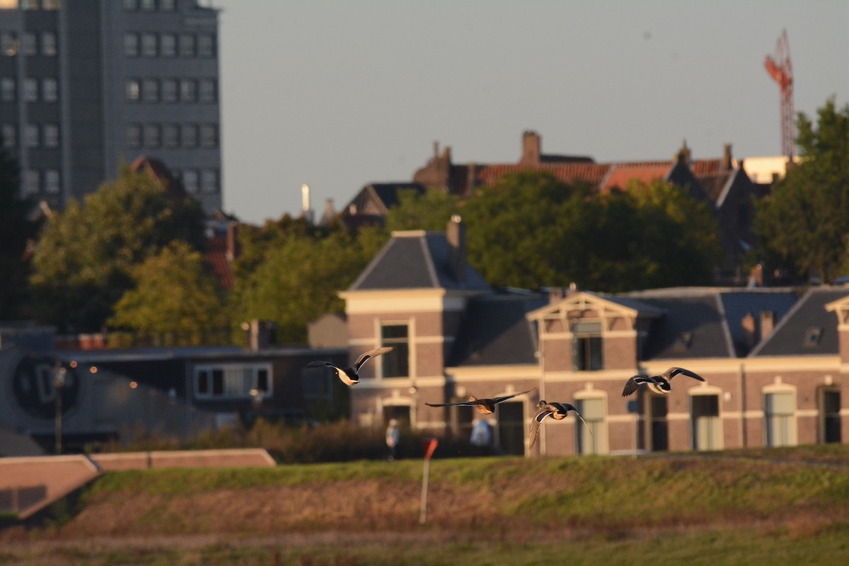 Germano reale - ML642161993