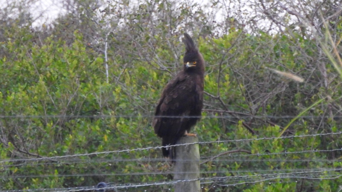 Long-crested Eagle - ML642162020