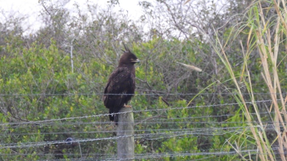 Long-crested Eagle - ML642162021
