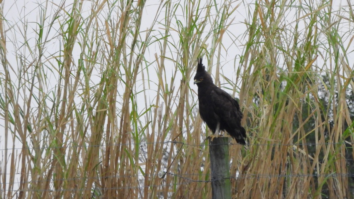 Long-crested Eagle - ML642162023