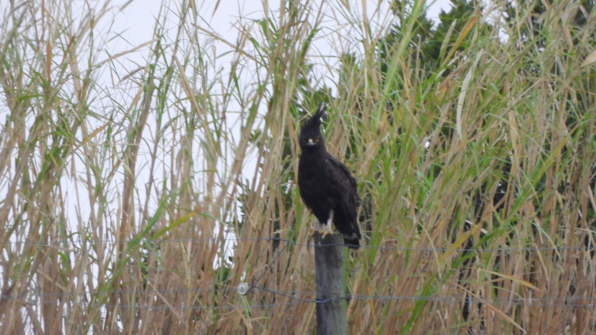 Long-crested Eagle - ML642162025