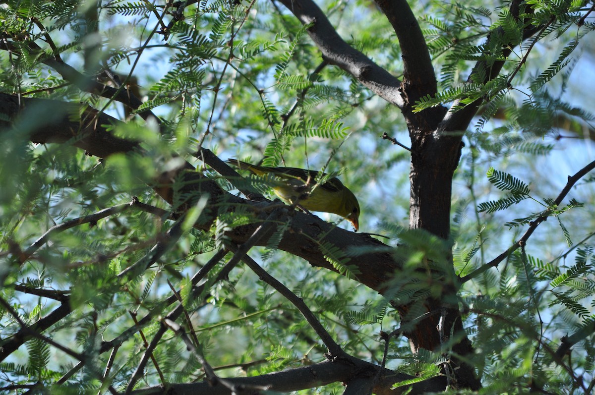 Western Tanager - ML642162031