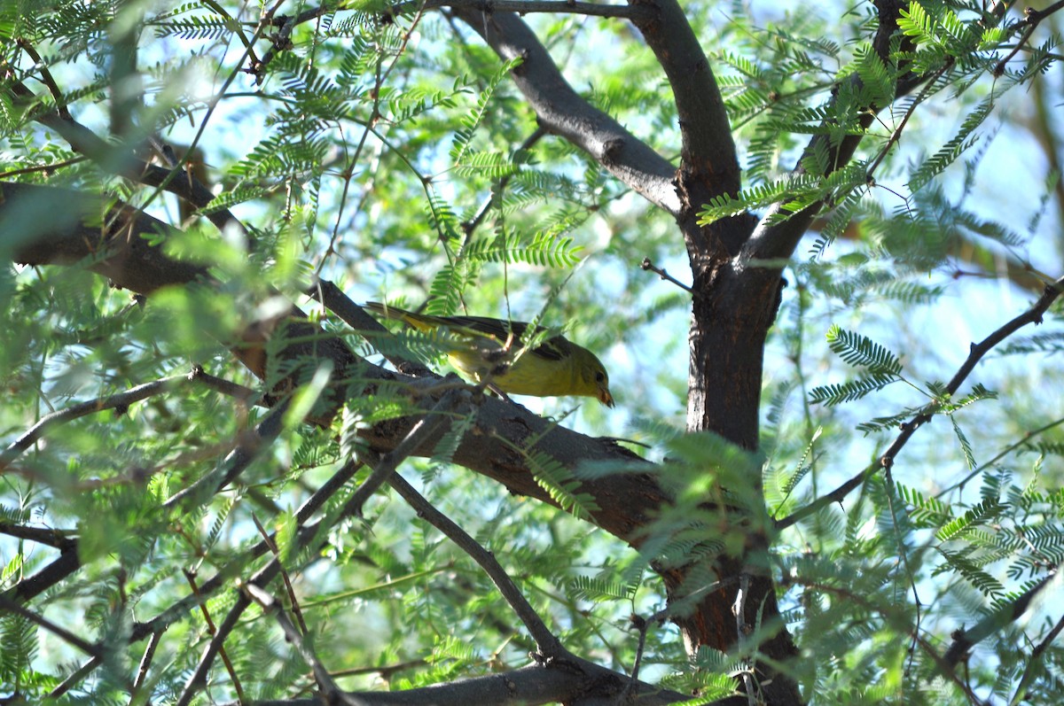 Western Tanager - ML642162040