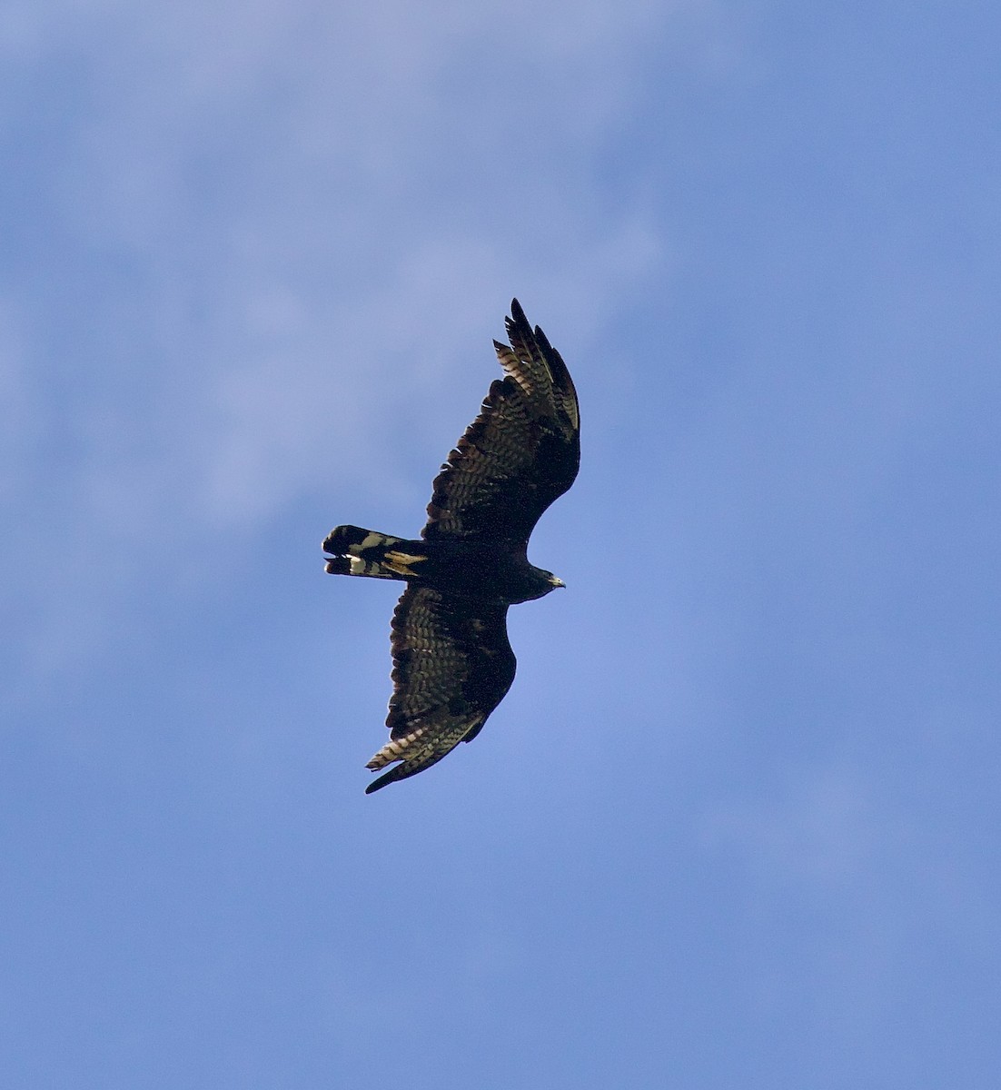 Zone-tailed Hawk - ML642162072