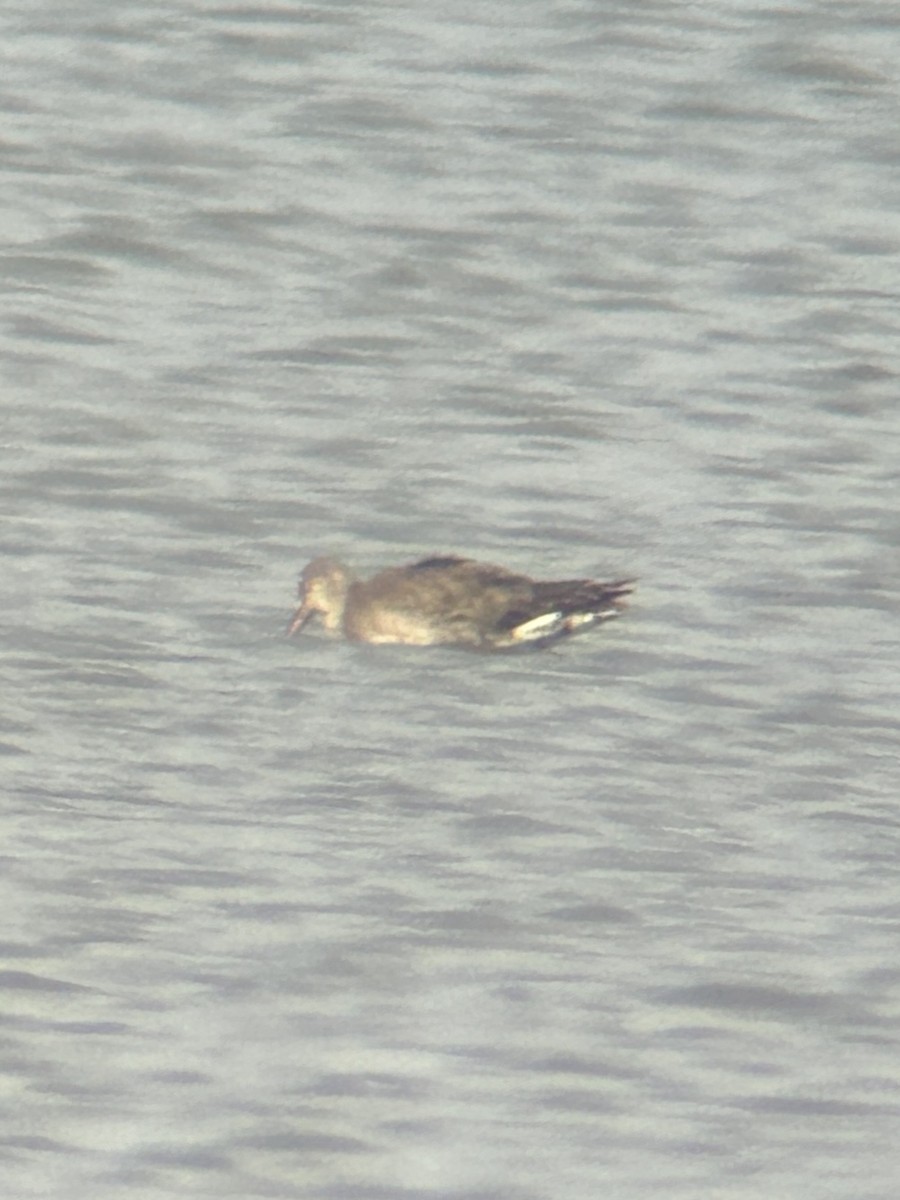 Hudsonian Godwit - ML642162074