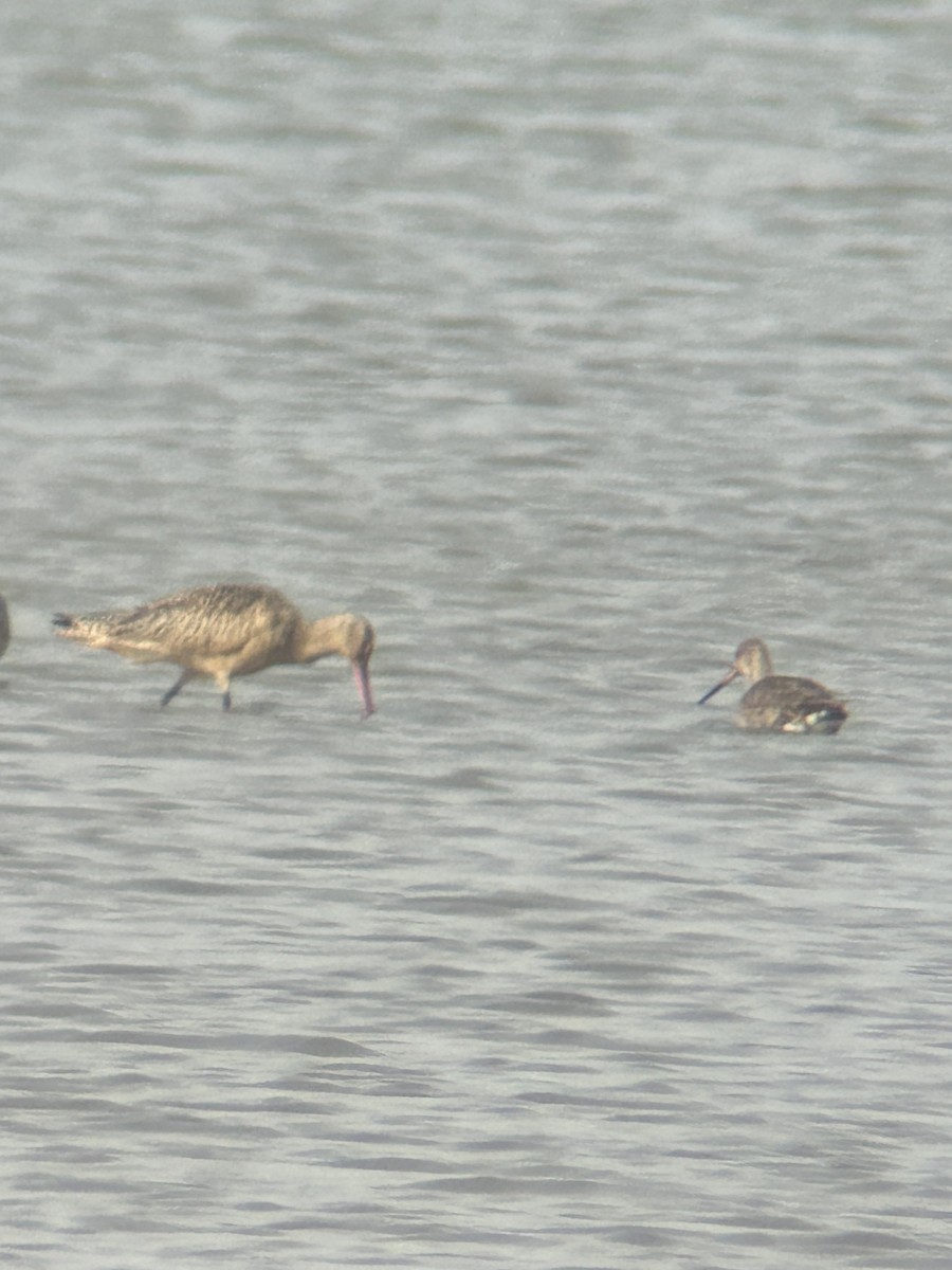 Hudsonian Godwit - ML642162075