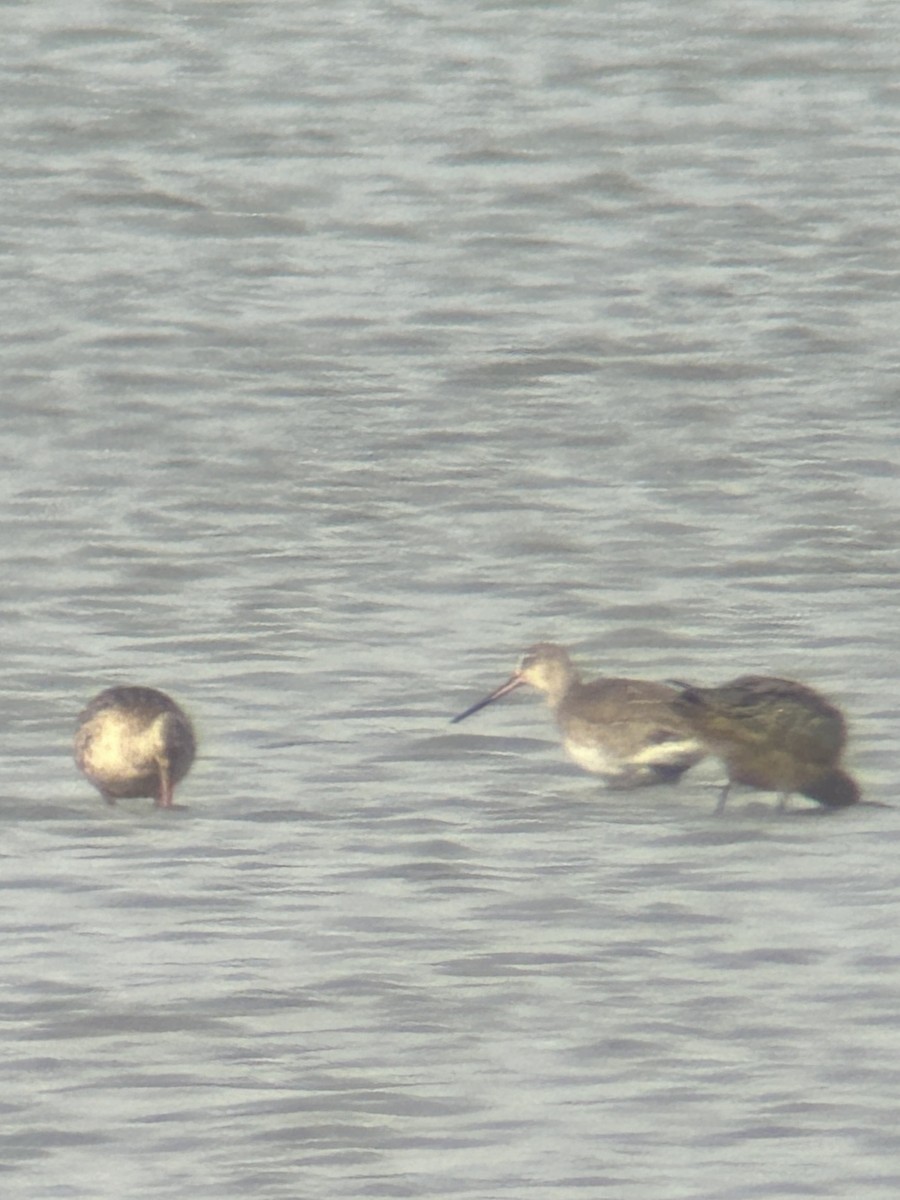 Hudsonian Godwit - ML642162076