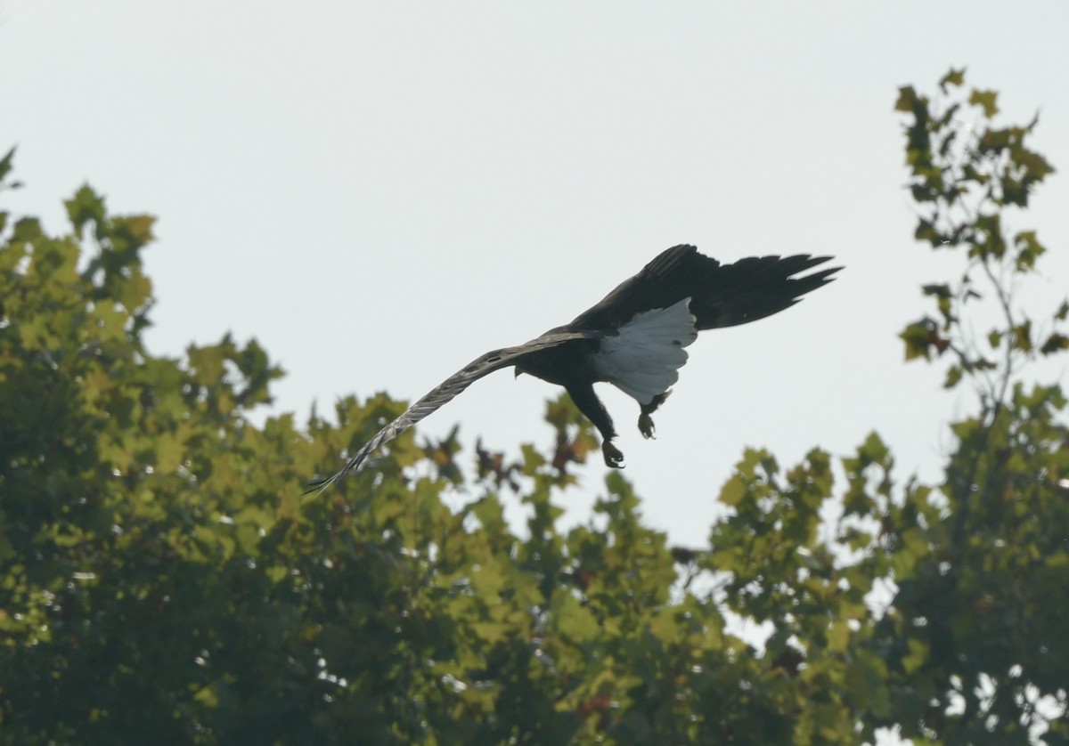 Bald Eagle - ML642162079