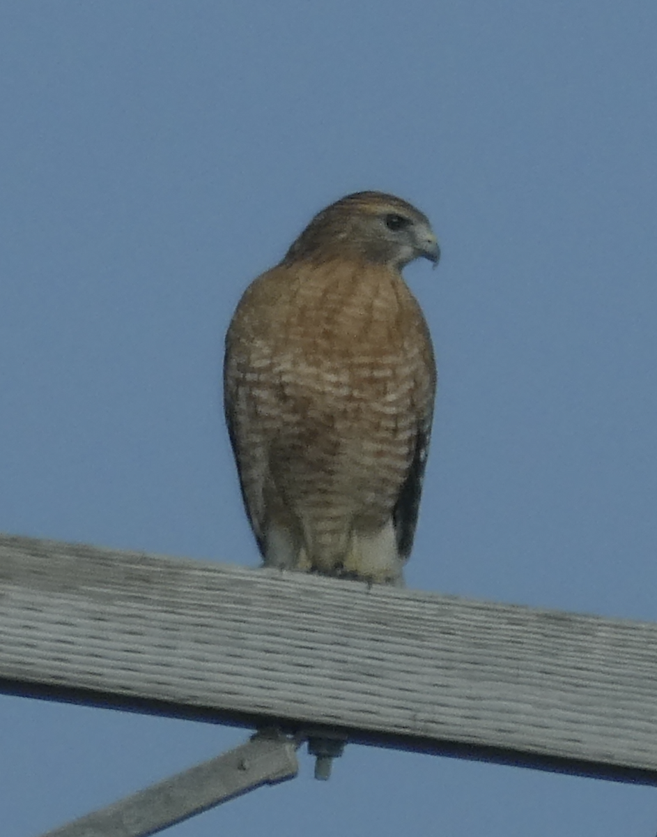 Red-shouldered Hawk - ML642162083