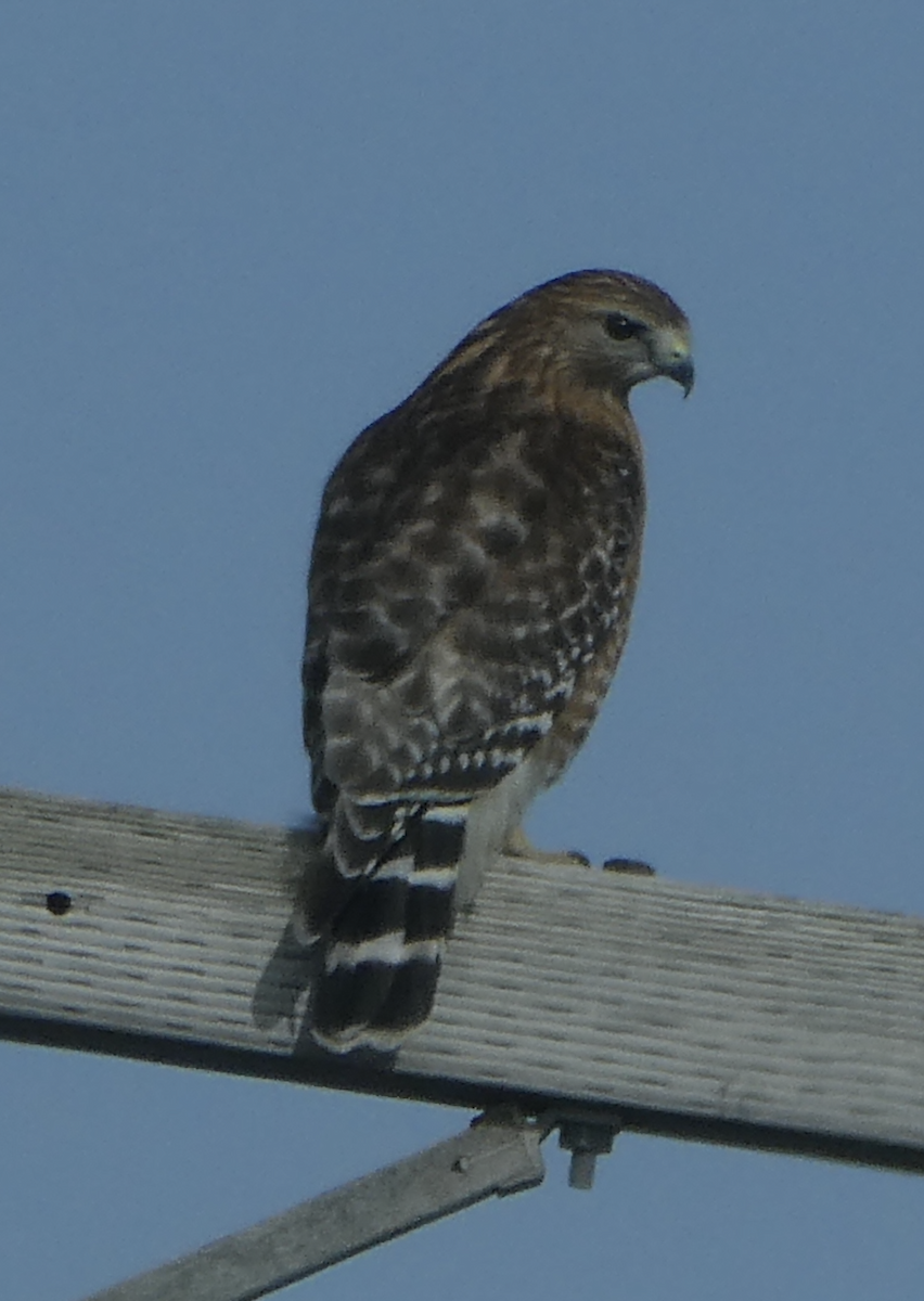 Red-shouldered Hawk - ML642162084