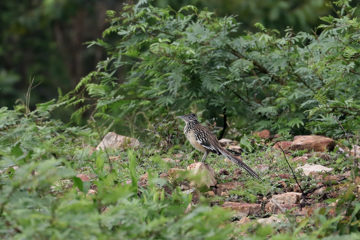 Lesser Roadrunner - ML642162164