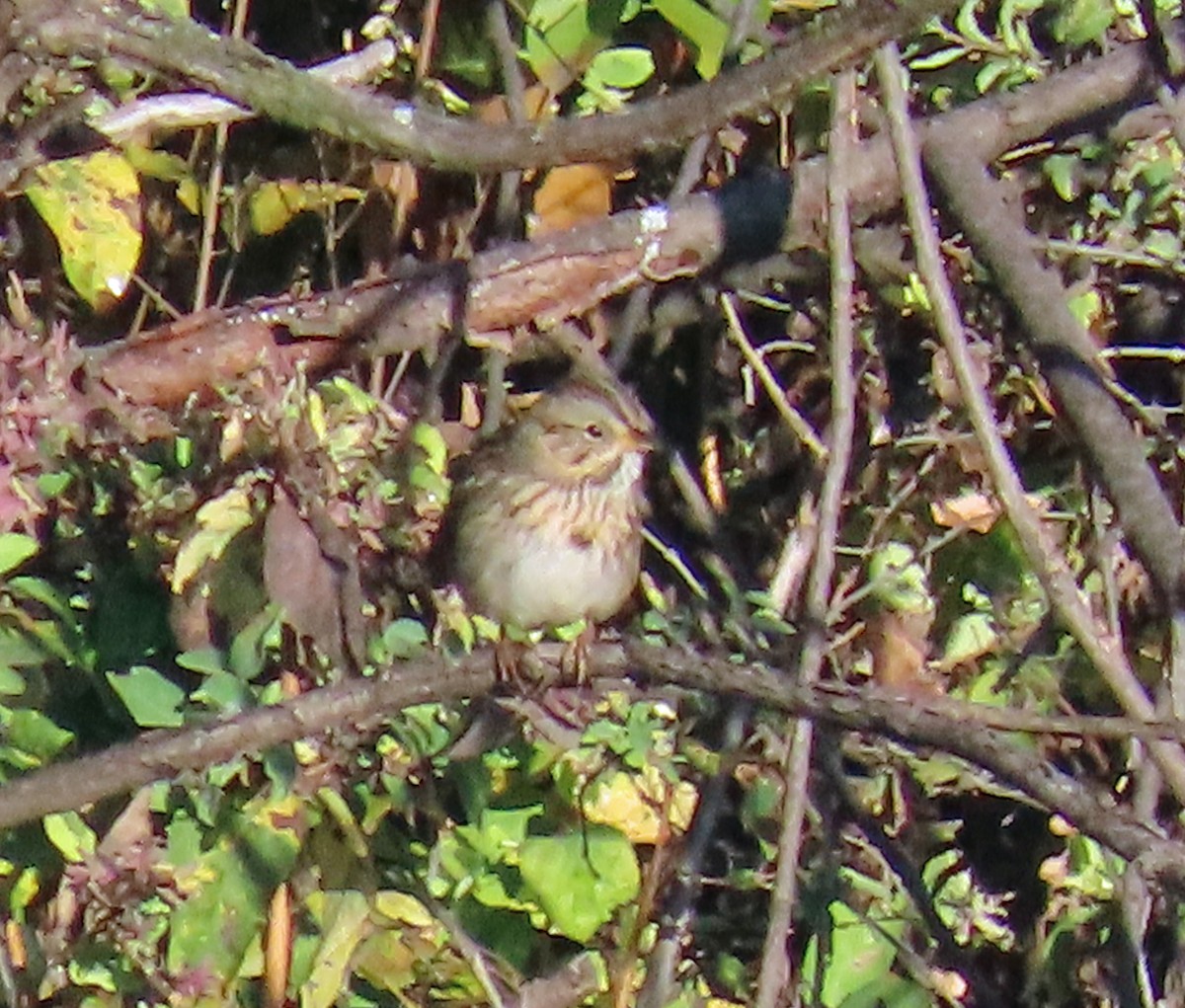 Lincoln's Sparrow - ML642162172