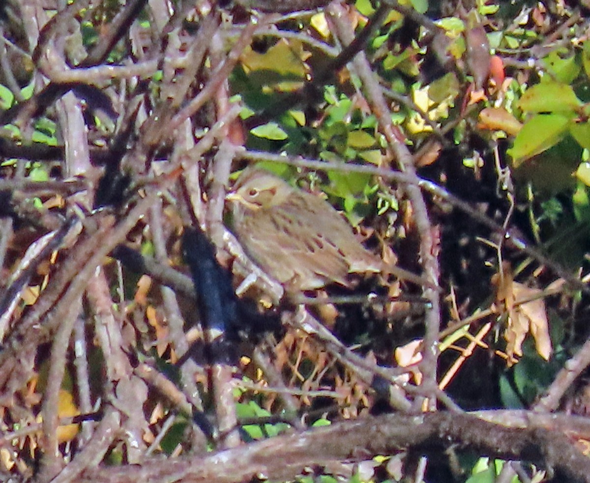 Lincoln's Sparrow - ML642162173