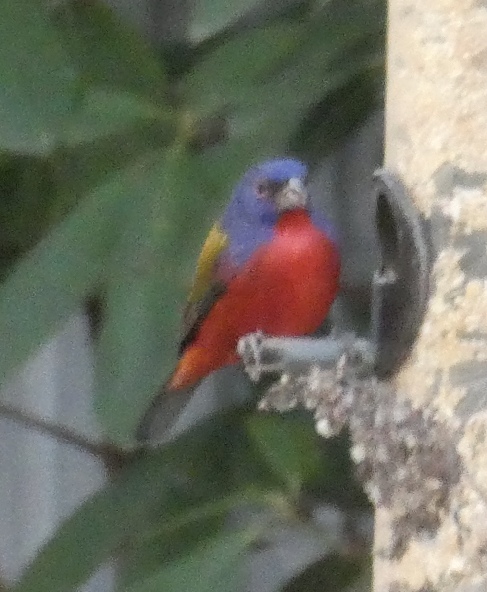 Painted Bunting - ML642162180