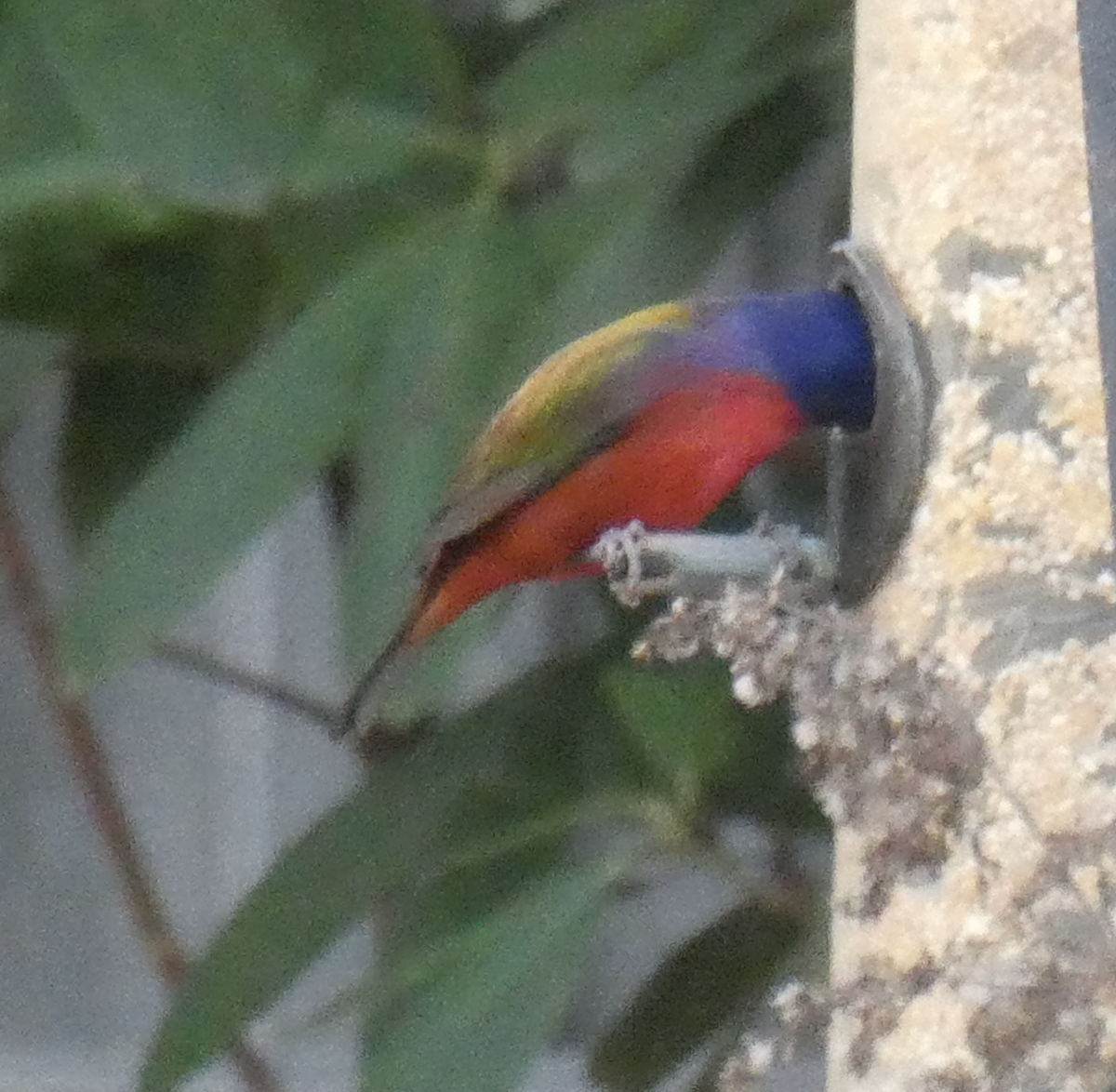 Painted Bunting - ML642162181