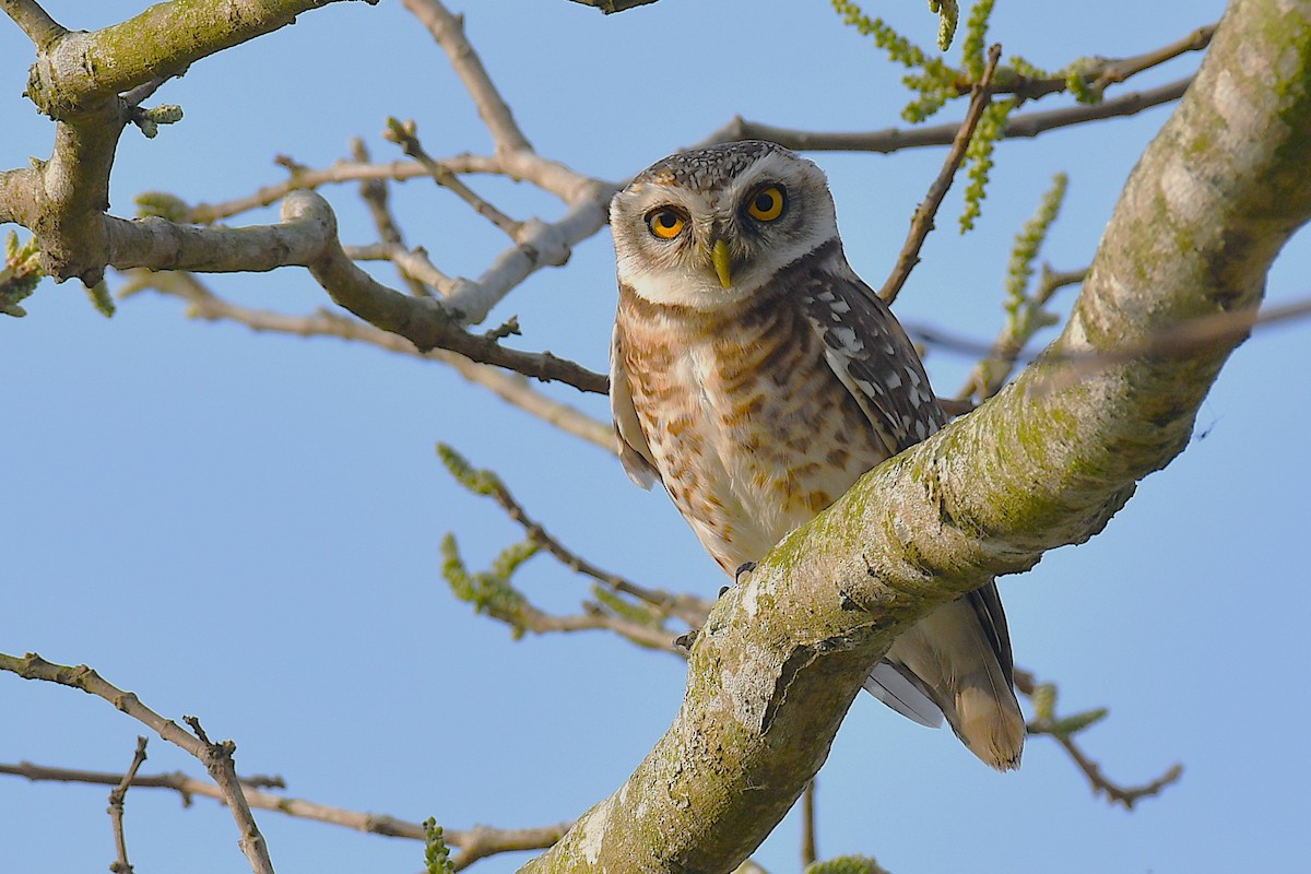 Spotted Owlet - ML642162182