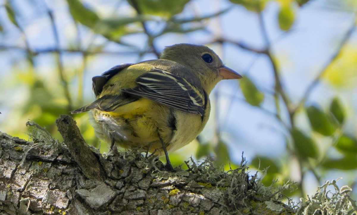 Western Tanager - ML642162197