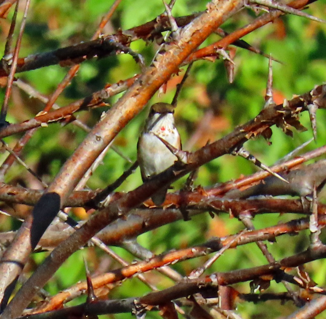 Rufous Hummingbird - ML642162205