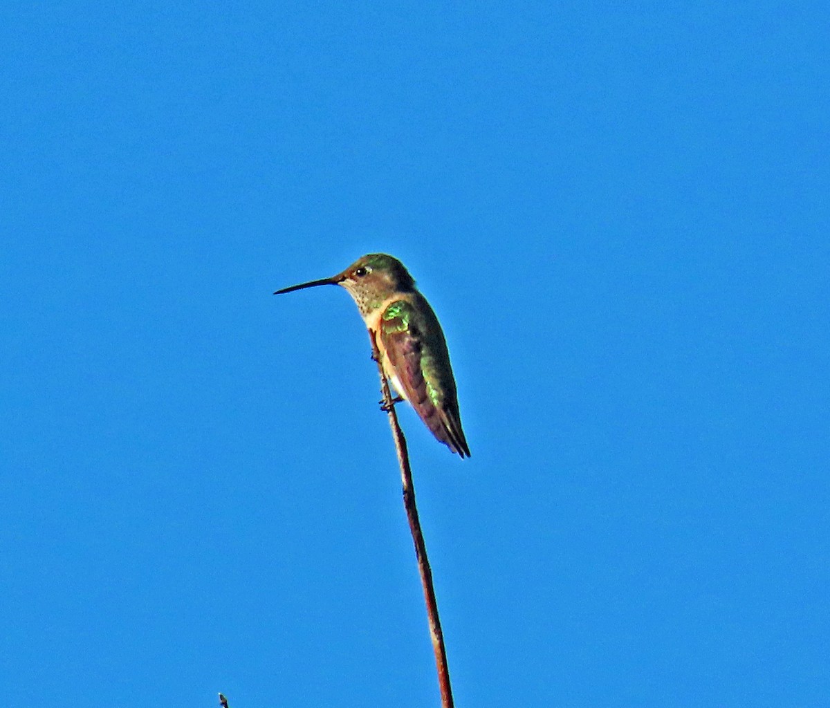 Broad-tailed Hummingbird - ML642162206