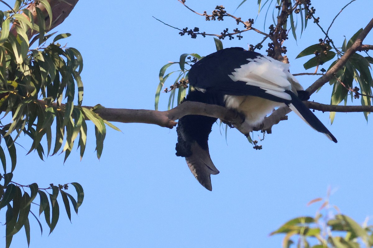 Grauwangen-Hornvogel - ML642162251