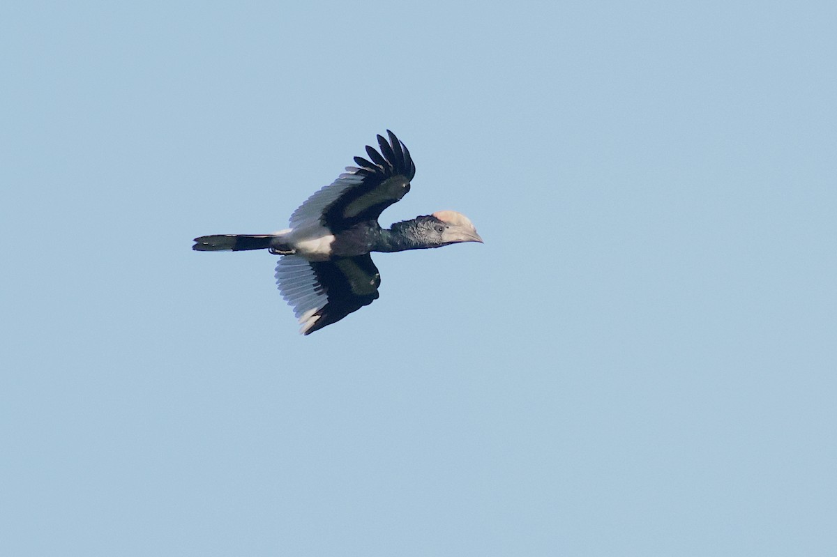 Grauwangen-Hornvogel - ML642162252