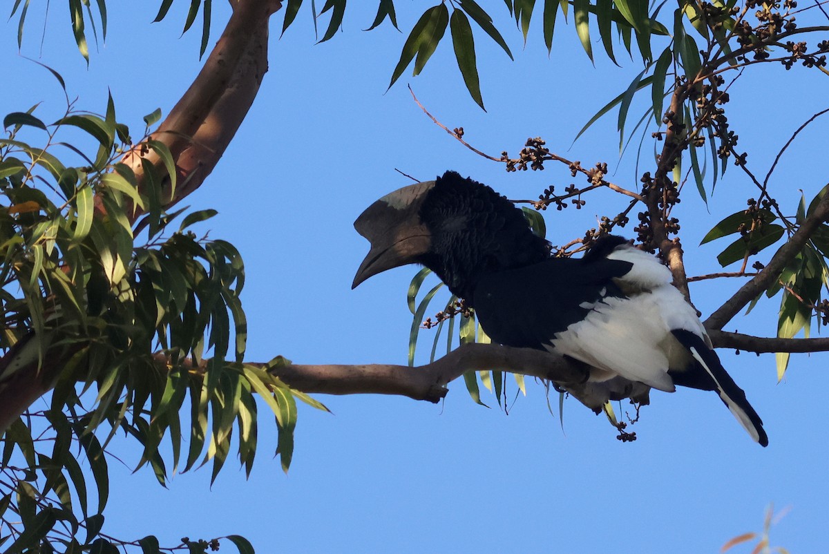 Grauwangen-Hornvogel - ML642162253