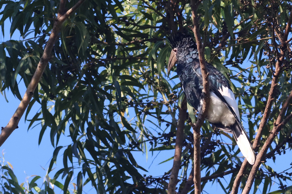 Grauwangen-Hornvogel - ML642162254