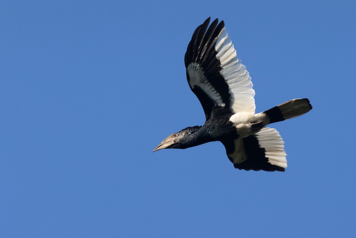 Grauwangen-Hornvogel - ML642162257