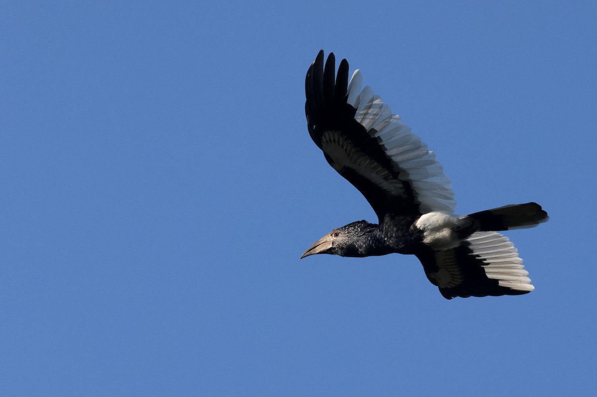 Grauwangen-Hornvogel - ML642162259
