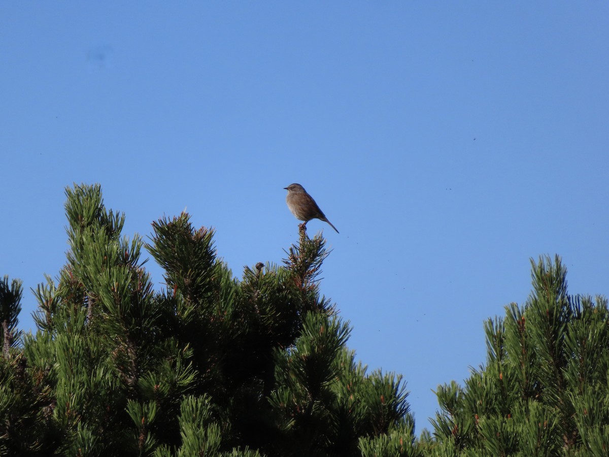 Dunnock - ML642162265