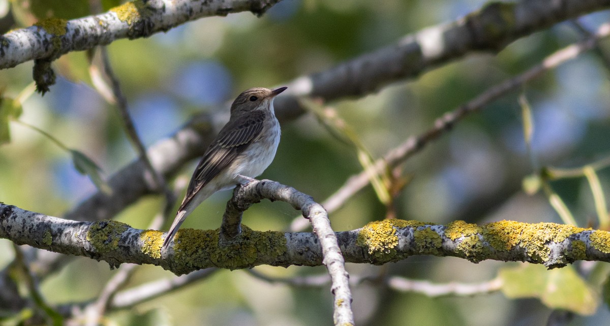 Spotted Flycatcher (Spotted) - ML642162269
