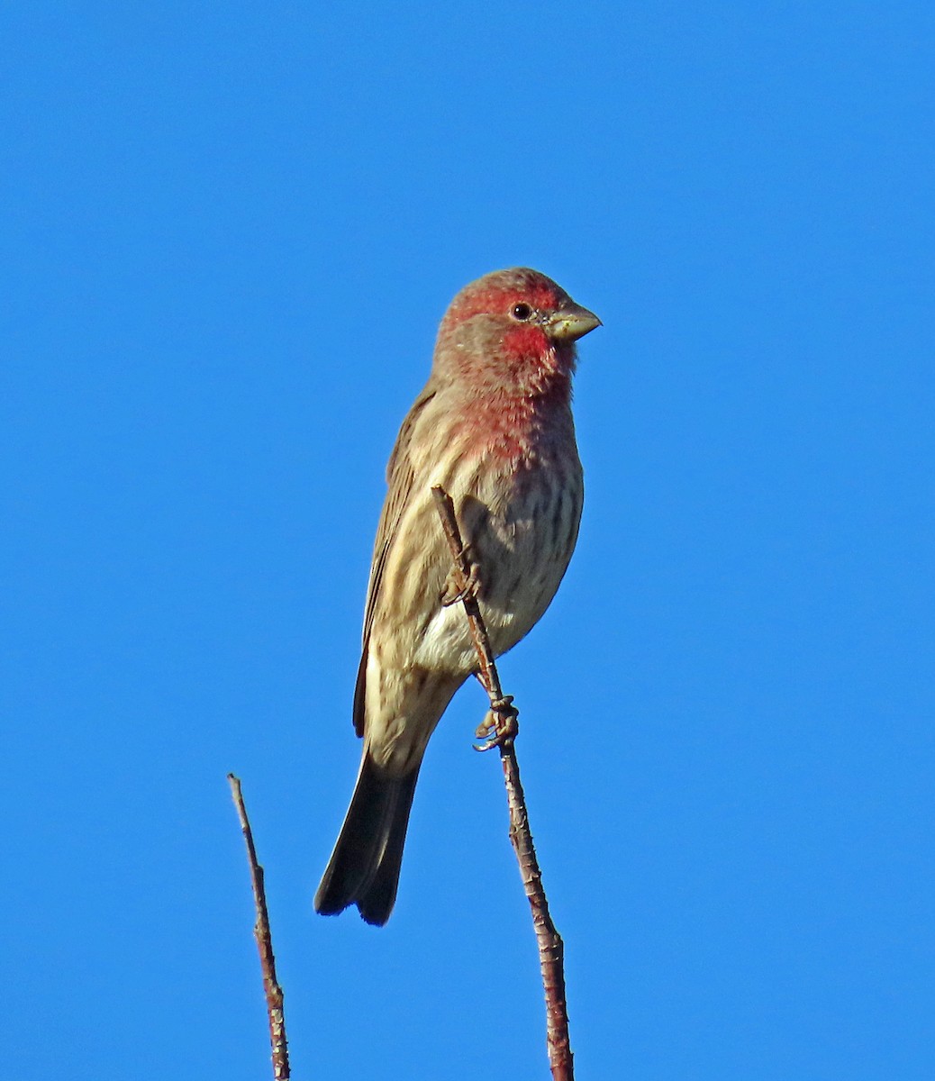 House Finch - ML642162287