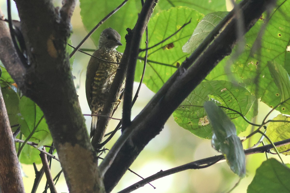 Buff-spotted Woodpecker - ML642162296