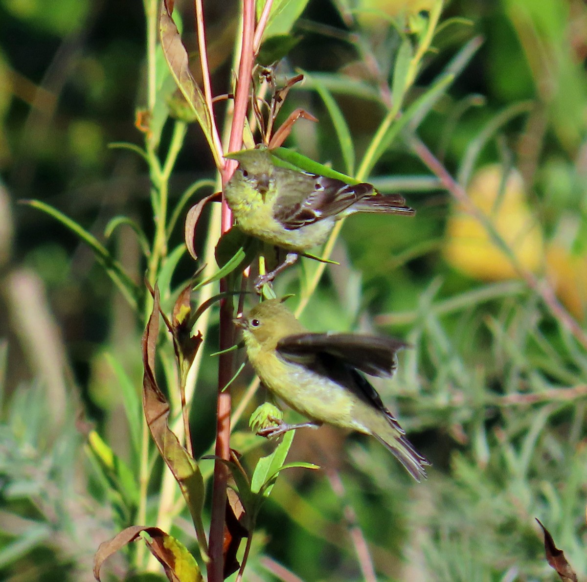 Lesser Goldfinch - ML642162302