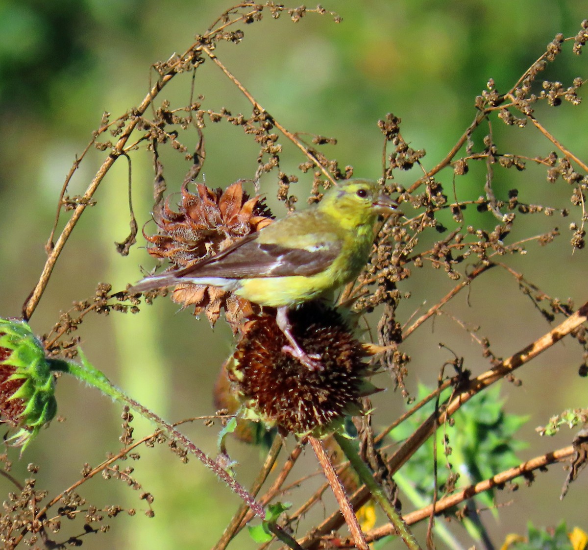 American Goldfinch - ML642162303