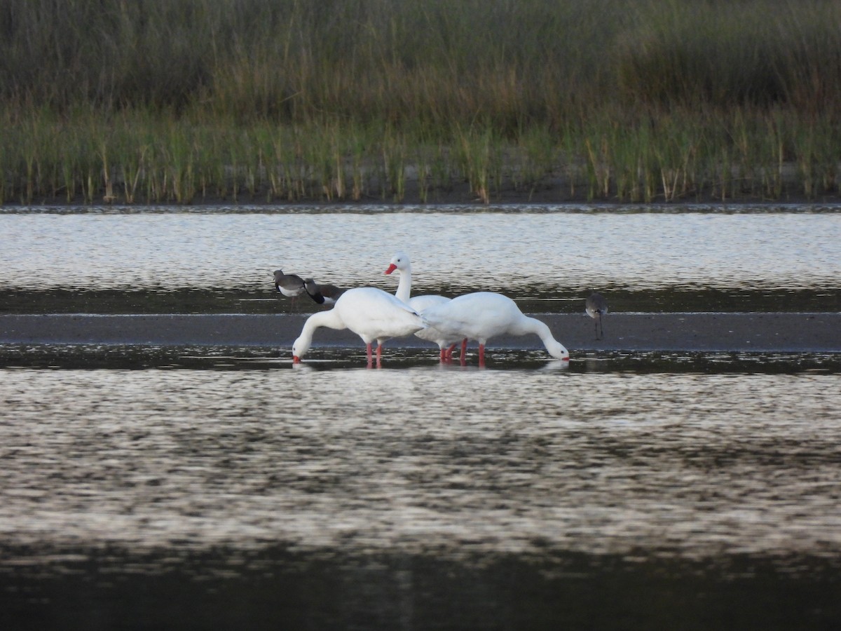 Coscoroba Swan - ML642162310