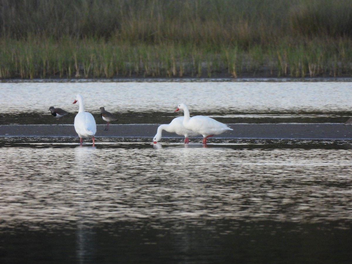 Coscoroba Swan - ML642162311