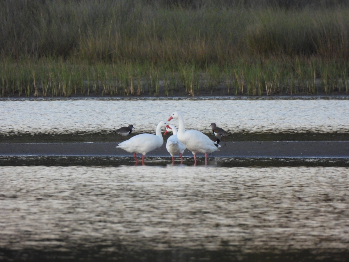 Coscoroba Swan - ML642162312