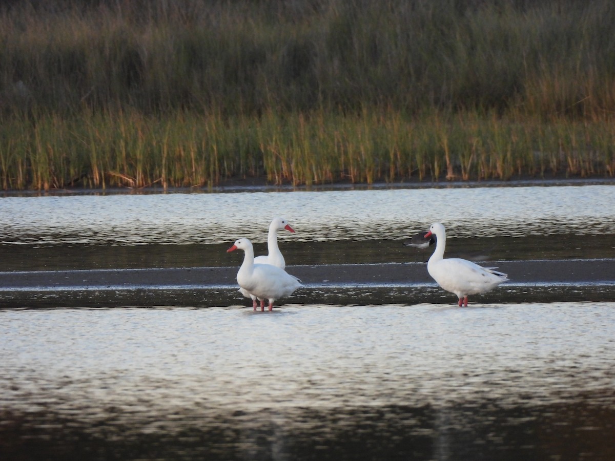 Coscoroba Swan - ML642162313