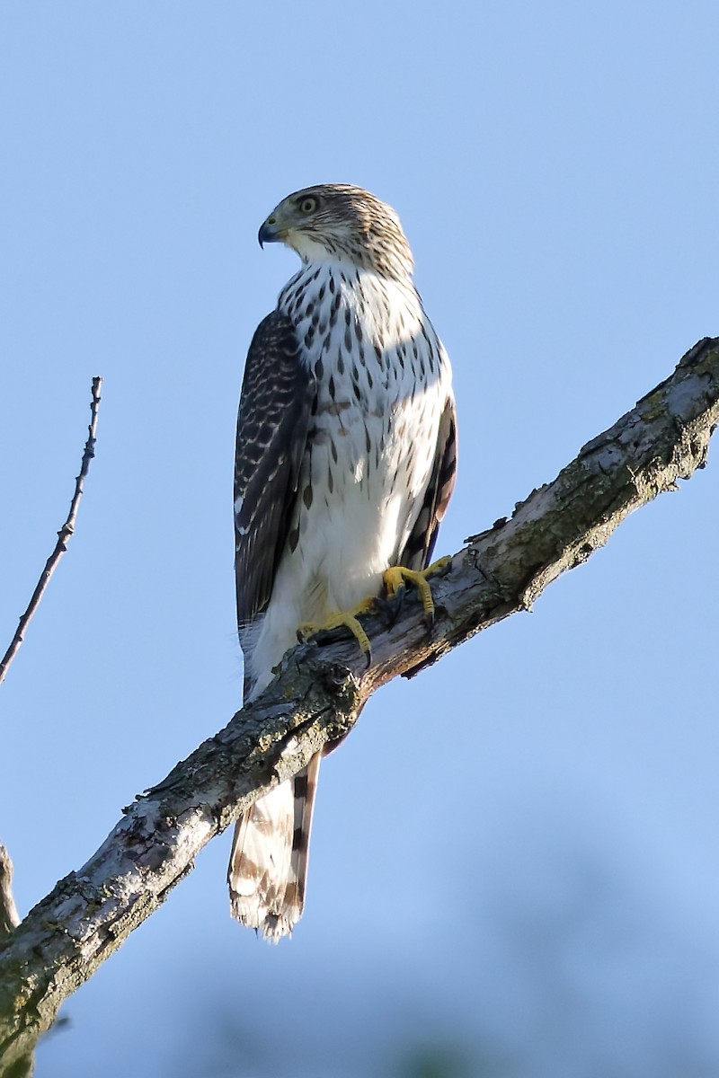 Cooper's Hawk - ML642162317