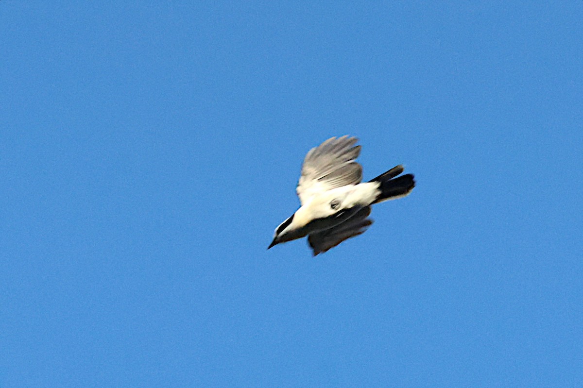 Gray-green Bushshrike - ML642162325