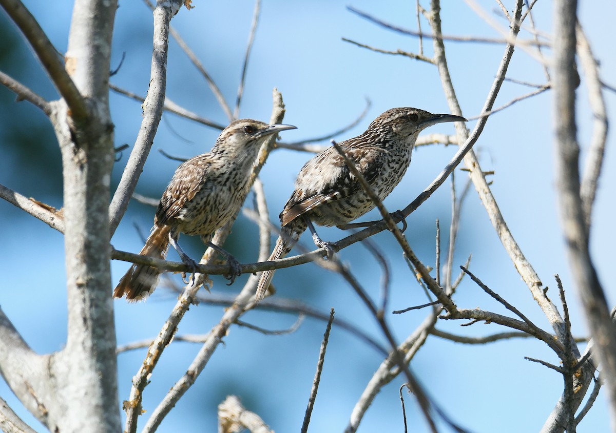 Yucatan Wren - ML642162335